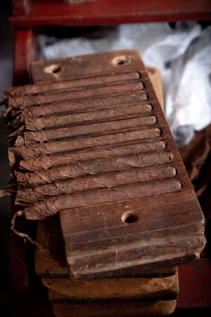 Cigar rolling or making by torcedor in cuba, Pinar del rio provinceの写真素材