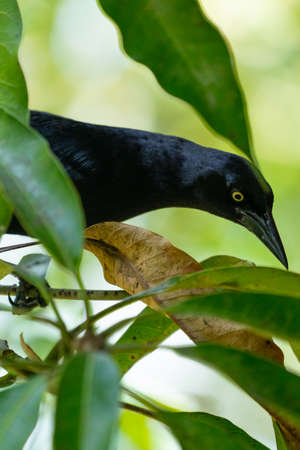 Carib grackle or Greater Antillean blackbird on green background. Birdwatching and wildlifeの写真素材