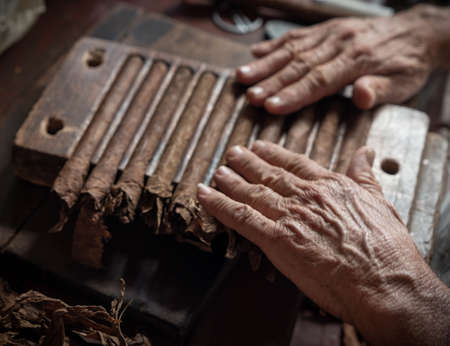 Cigar rolling or making by torcedor in cuba, Pinar del rio provinceの写真素材