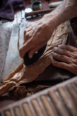 Cigar rolling or making by torcedor in cuba, Pinar del rio province