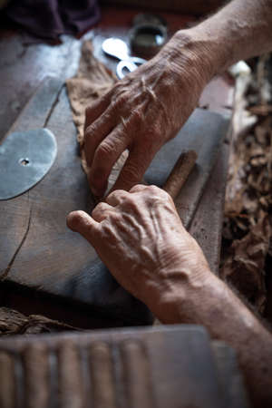 Cigar rolling or making by torcedor in cuba, Pinar del rio provinceの写真素材