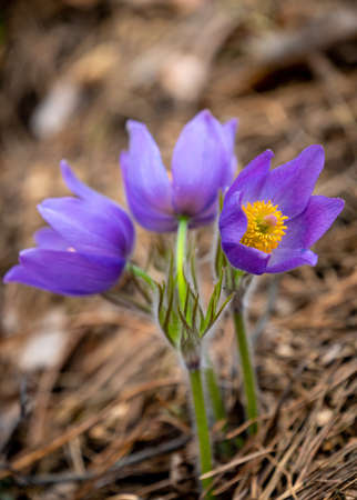 Pulsatilla patens or Eastern pasqueflower and cutleaf anemone close-up. Spring seasonal flowerの写真素材
