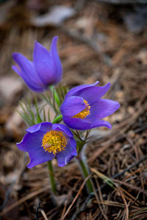 Pulsatilla patens or Eastern pasqueflower and cutleaf anemone close-up. Spring seasonal flowerの写真素材