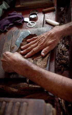 Cigar rolling or making by torcedor in cuba, Pinar del rio provinceの写真素材
