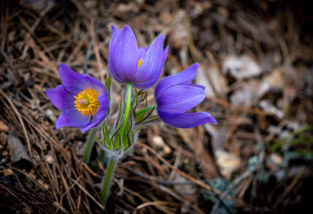 Pulsatilla patens or Eastern pasqueflower and cutleaf anemone close-up. Spring seasonal flowerの写真素材