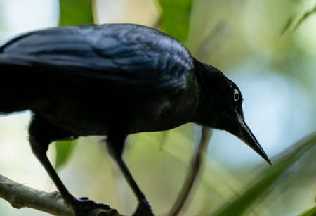 Carib grackle or Greater Antillean blackbird on green background. Birdwatching and wildlifeの写真素材