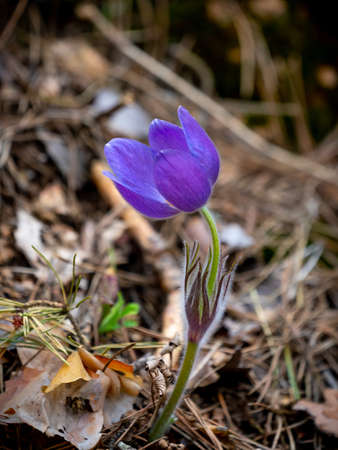 Pulsatilla patens or Eastern pasqueflower and cutleaf anemone close-up. Spring seasonal flowerの写真素材