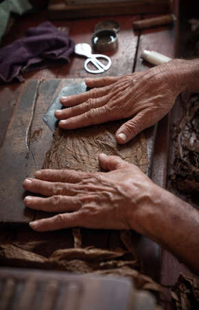 Cigar rolling or making by torcedor in cuba, Pinar del rio provinceの写真素材