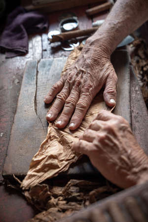 Cigar rolling or making by torcedor in cuba, Pinar del rio provinceの写真素材