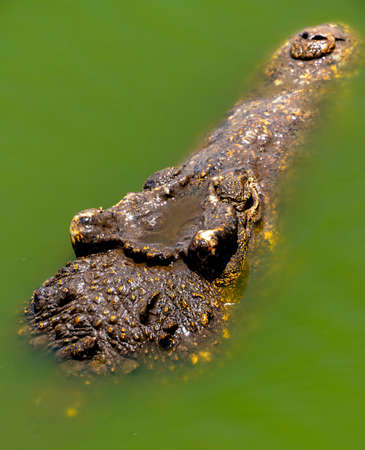 Crocodile or alligator close-up portrait. Wildlide and animal photos. Predators and reptilesの写真素材