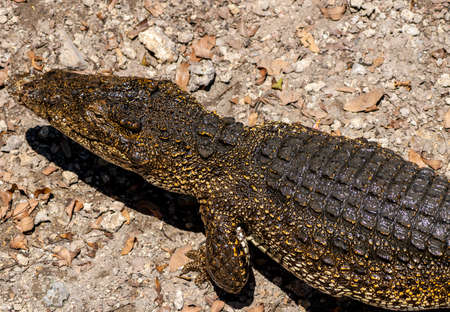 Crocodile or alligator close-up portrait. Wildlide and animal photos. Predators and reptilesの写真素材