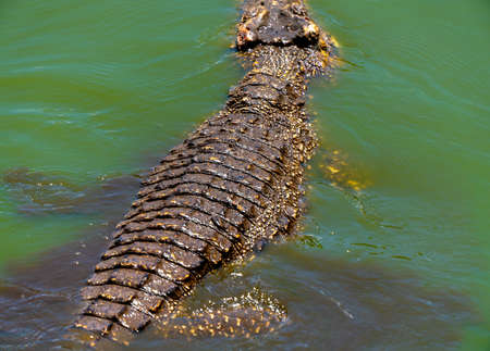 Crocodile or alligator close-up portrait. Wildlide and animal photos. Predators and reptilesの写真素材