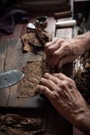 Cigar rolling or making by torcedor in cuba, Pinar del rio provinceの写真素材