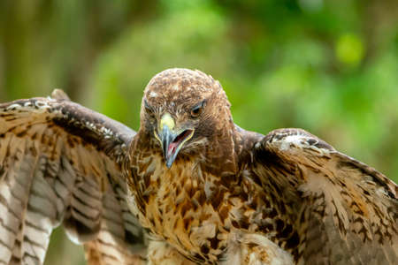 red-tailed hawk or Buteo jamaicensis close-up portrait. Wildlife photoの写真素材