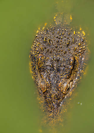 Crocodile or alligator close-up portrait. Wildlide and animal photos. Predators and reptilesの写真素材