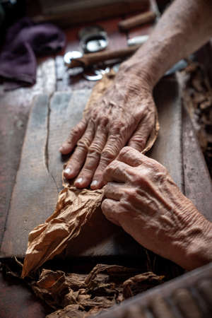Cigar rolling or making by torcedor in cuba, Pinar del rio provinceの写真素材