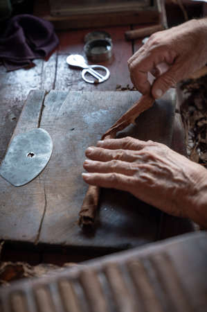 Cigar rolling or making by torcedor in cuba, Pinar del rio provinceの写真素材