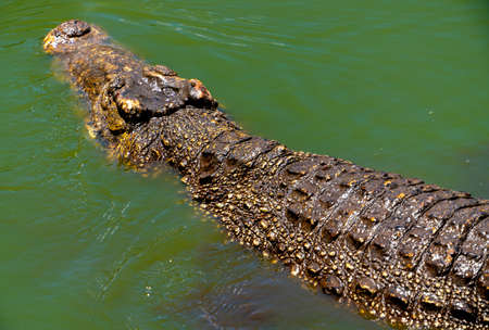 Crocodile or alligator close-up portrait. Wildlide and animal photos. Predators and reptilesの写真素材