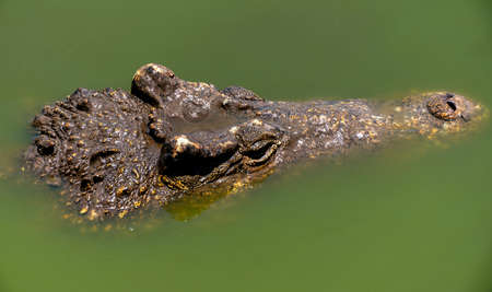 Crocodile or alligator close-up portrait. Wildlide and animal photos. Predators and reptilesの写真素材