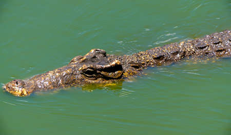 Crocodile or alligator close-up portrait. Wildlide and animal photos. Predators and reptilesの写真素材