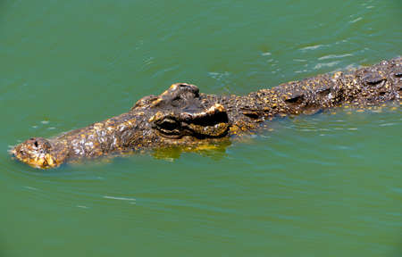 Crocodile or alligator close-up portrait. Wildlide and animal photos. Predators and reptilesの写真素材