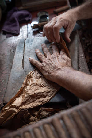 Cigar rolling or making by torcedor in cuba, Pinar del rio provinceの写真素材