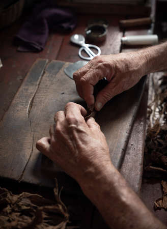 Cigar rolling or making by torcedor in cuba, Pinar del rio provinceの写真素材