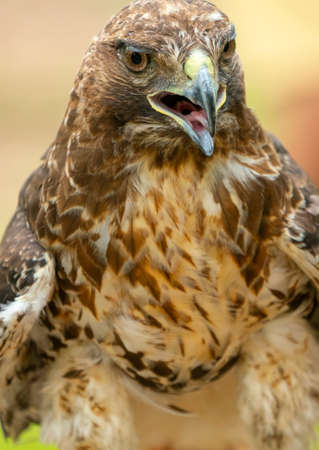red-tailed hawk or Buteo jamaicensis close-up portrait. Wildlife photoの写真素材