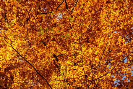 Autumn foliage golden leaves as texture or backgroundの写真素材