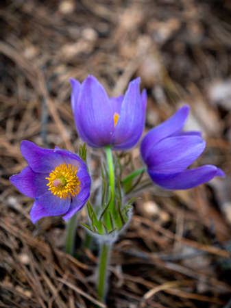 Pulsatilla patens or Eastern pasqueflower and cutleaf anemone close-up. Spring seasonal flowerの写真素材
