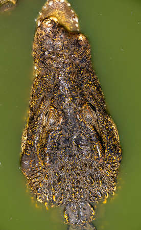 Crocodile or alligator close-up portrait. Wildlide and animal photos. Predators and reptilesの写真素材