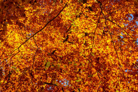 Autumn foliage golden leaves as texture or backgroundの写真素材
