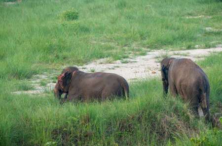 Group of Asian elephant taking bath in the pond. Wildlife photo in Asiaの写真素材