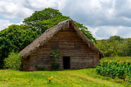 Tobacco shed or Tobacco barn for drying tobacco leaves in Cuba, Pinar del Rio provinceのeditorial素材