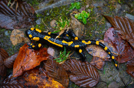 fire salamander or Salamandra salamandra the best-known salamander species in Europe. Close up portrait with shallow DOF and foliage leaves in the wild. Wildlife photographyの写真素材