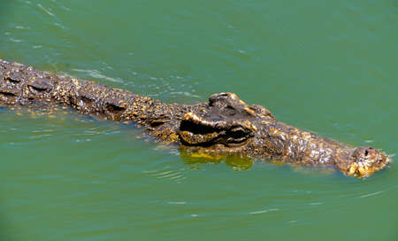 Crocodile or alligator close-up portrait. Wildlide and animal photos. Predators and reptilesの写真素材