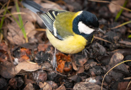 great tit or yellow-bellied tit close up bird portrait. Parus major, Birdwatching and wildlife photographyの写真素材