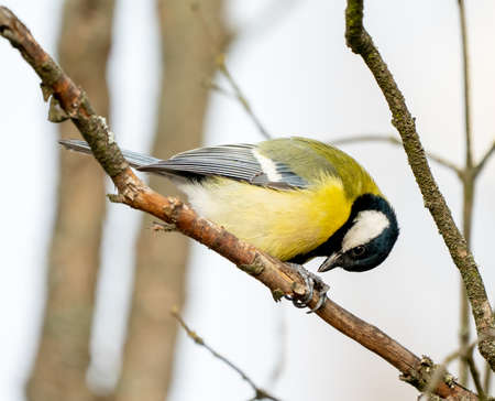 great tit or yellow-bellied tit close up bird portrait. Parus major, Birdwatching and wildlife photographyの写真素材