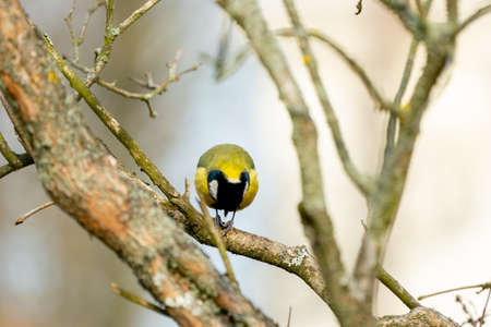 great tit or yellow-bellied tit close up bird portrait. Parus major, Birdwatching and wildlife photographyの写真素材