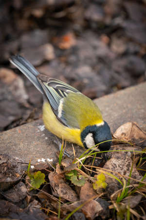 great tit or yellow-bellied tit close up bird portrait. Parus major, Birdwatching and wildlife photographyの写真素材