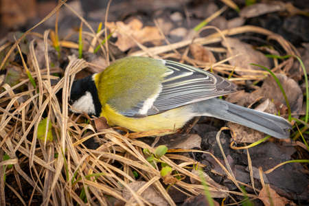 great tit or yellow-bellied tit close up bird portrait. Parus major, Birdwatching and wildlife photographyの写真素材