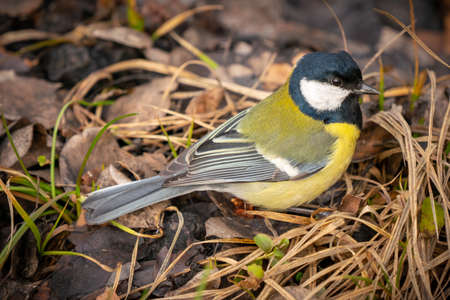 great tit or yellow-bellied tit close up bird portrait. Parus major, Birdwatching and wildlife photographyの写真素材