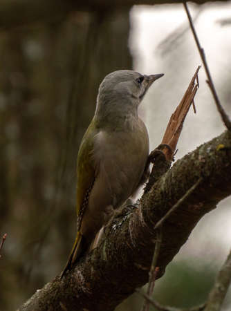 Grey-headed or grey-faced woodpecker female portrait. Picus canus. Birdwatching and wildlife photographyの写真素材