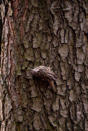 Eurasian treecreeper or common treecreeper sitting on tree trunk. Birdwatching and wildlife photographyの写真素材