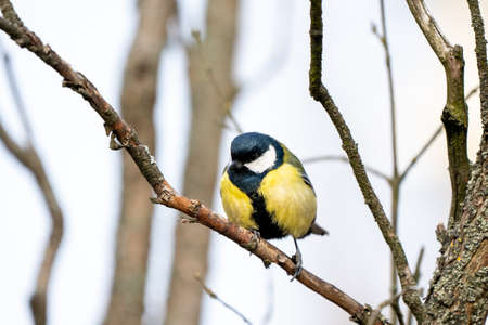 great tit or yellow-bellied tit close up bird portrait. Parus major, Birdwatching and wildlife photographyの写真素材