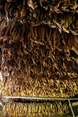 Tobacco drying, inside a shed or barn for drying tobacco leaves in Cuba Pinar del Rio provinceの写真素材