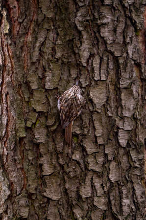 Eurasian treecreeper or common treecreeper sitting on tree trunk. Birdwatching and wildlife photographyの写真素材