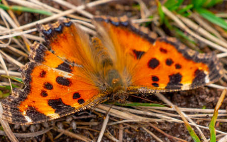 The small tortoiseshell butterfly or Aglais urticae close up portrait. Insect and macro photography in spring timeの写真素材