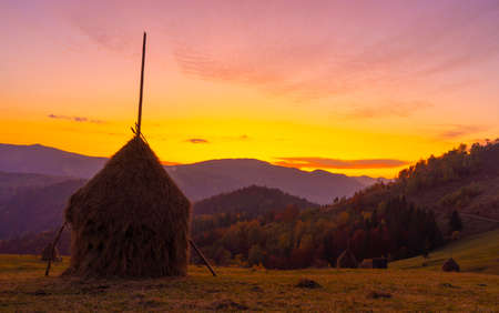 Meadow with haystack and Autumn foliage trees in the mountains. forest in the Carpathian mountainsの写真素材