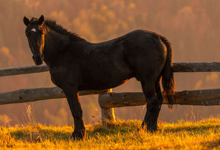 Black horse portrait at sunset or sunrise.  Animal photoの写真素材